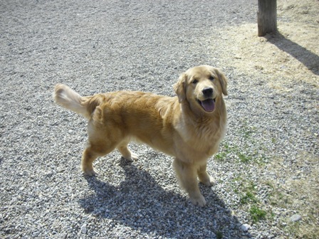 GOLDEN-B-BEAR Kennels, Golden Retrievers - Plymouth, New Hampshire